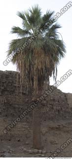 Photo Reference of Palm Tree 0004